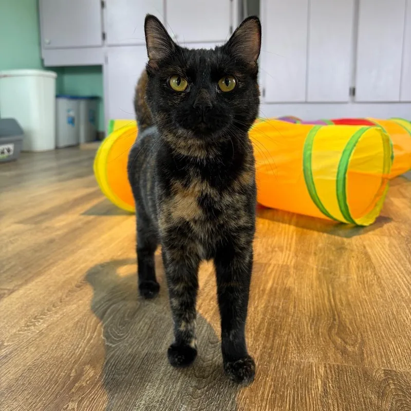 A young medium-sized female Black Domestic Short Hair cat named Freedom for adoption in Novelty, OH