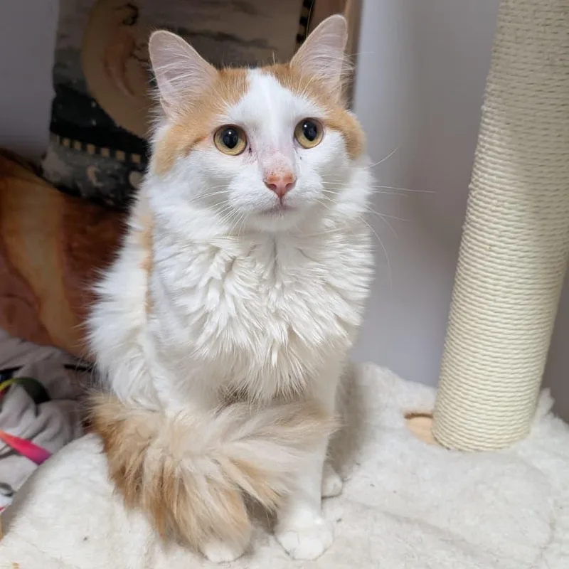 A young medium-sized male Domestic Long Hair cat named Maestro for adoption in New York, NY