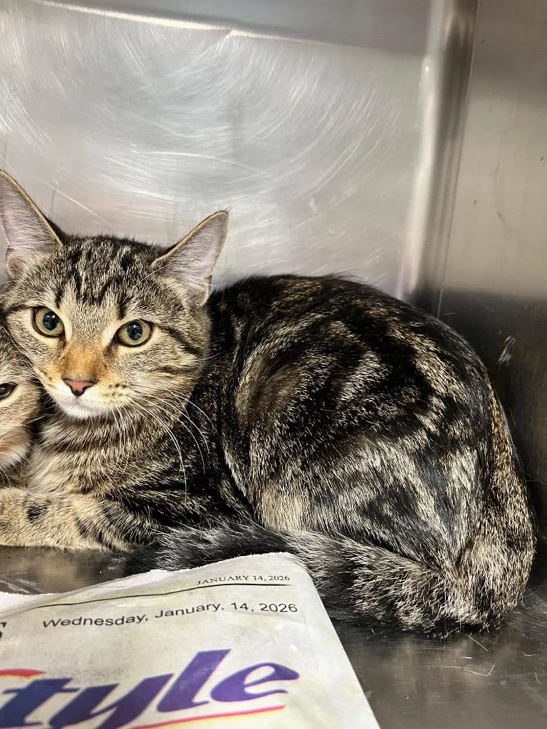 A baby large-sized female Domestic Short Hair cat named June for adoption in Hopkinsville, KY