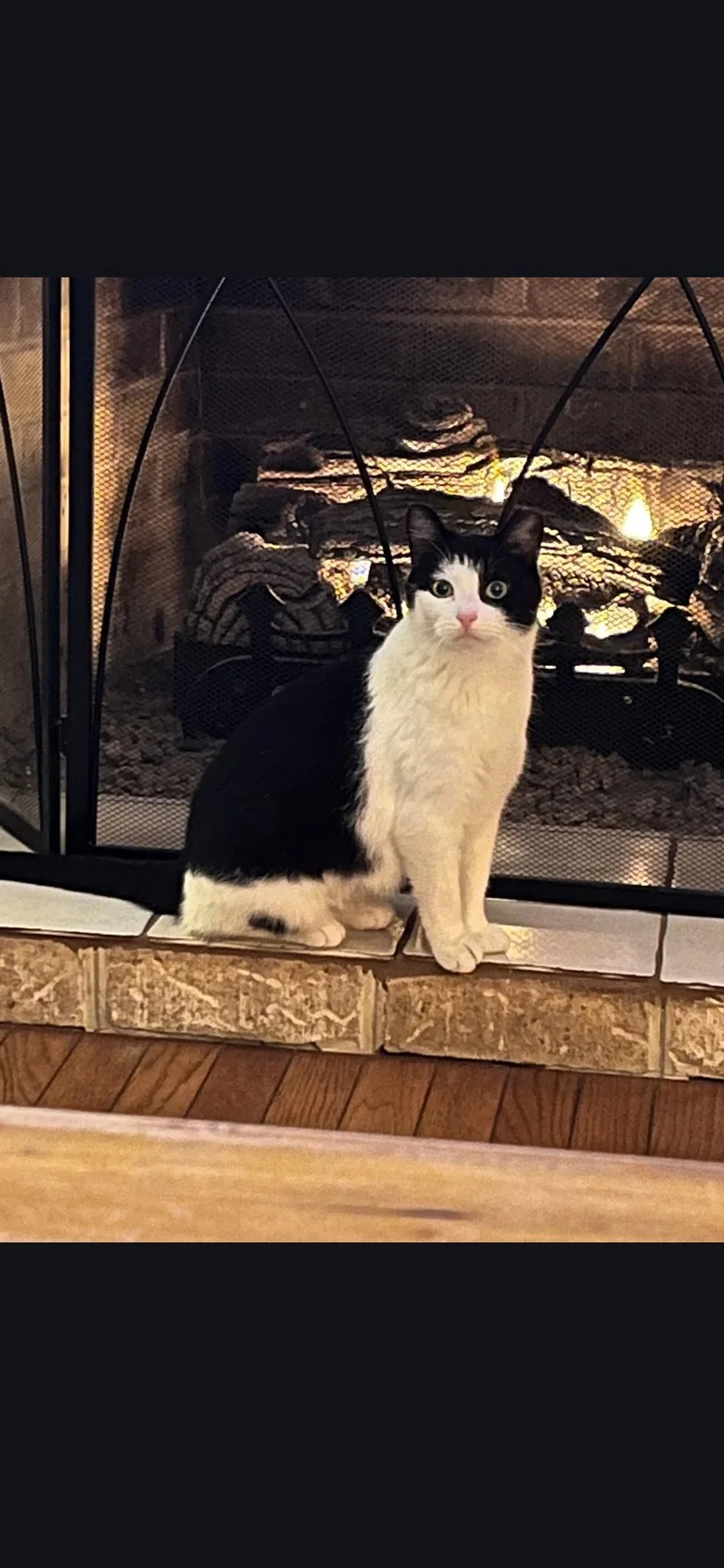 An adult small-sized female Black & White / Tuxedo Domestic Short Hair cat named Morgan for adoption in Harrisburg, PA