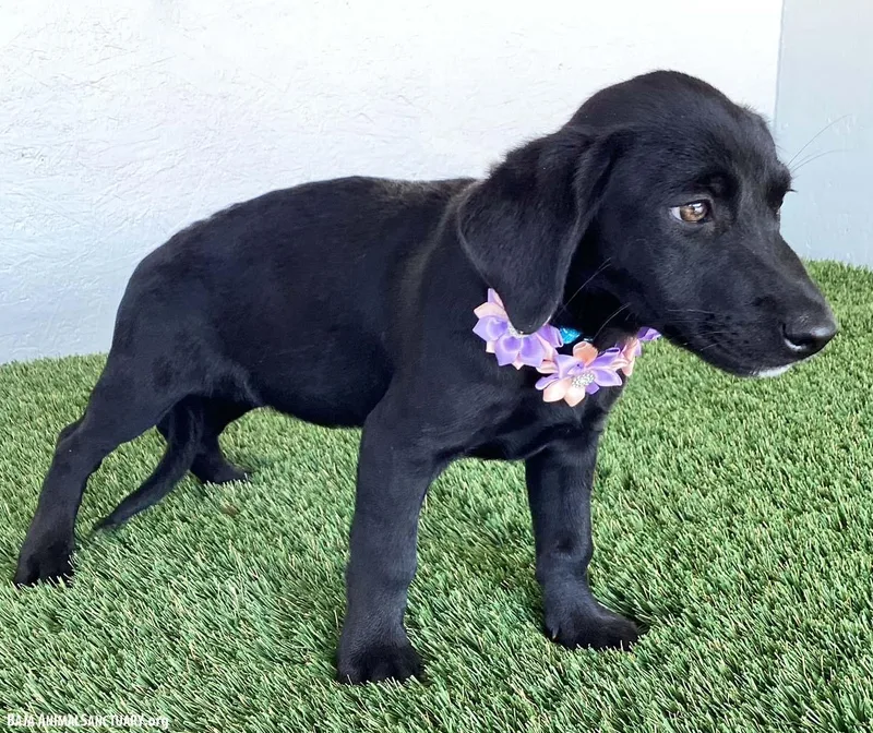 A baby medium-sized female Black Labrador Retriever dog named Amber for adoption in San Diego, CA