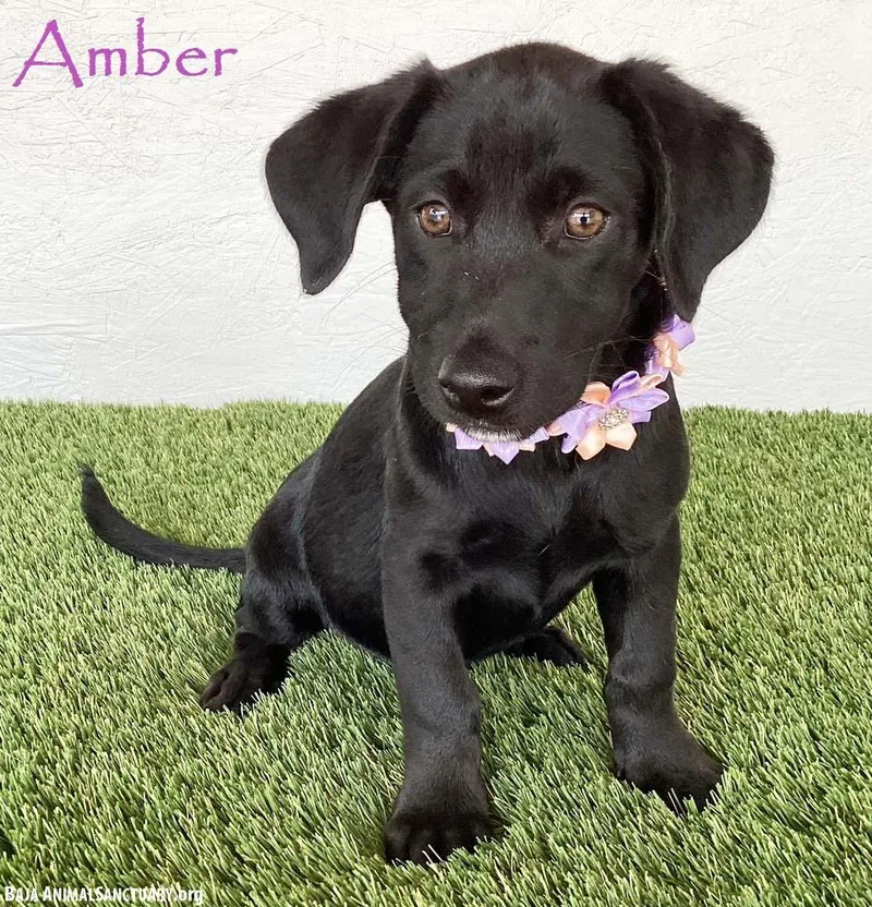 Amber thumbnail 3