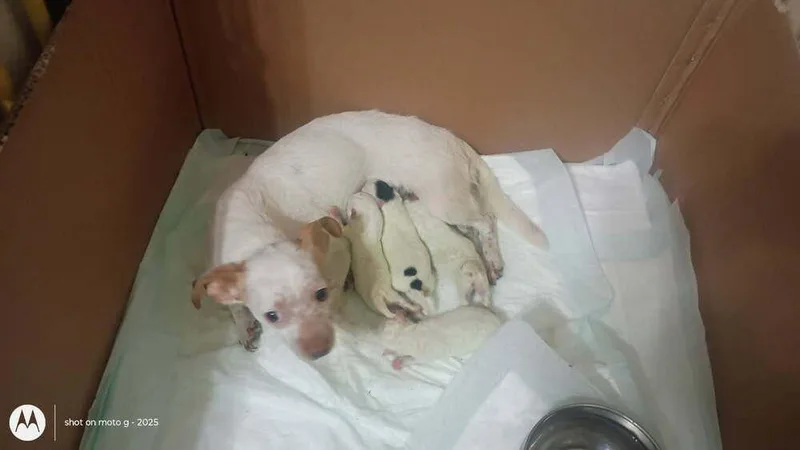 An adult small-sized female Chihuahua dog named Mama Chi for adoption in Dallas, TX