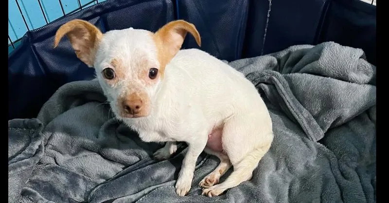 Mama Chi thumbnail 2