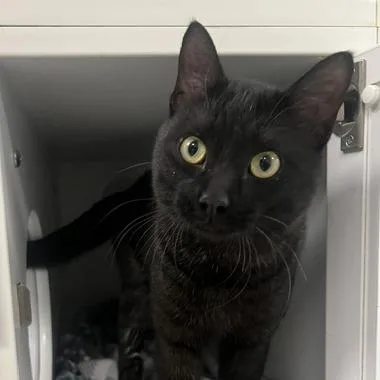 A young medium-sized male Black Domestic Short Hair cat named Smokie for adoption in Chaska, MN
