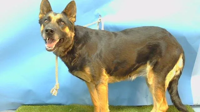 An adult large-sized female German Shepherd Dog dog named A for adoption in Gardena, CA