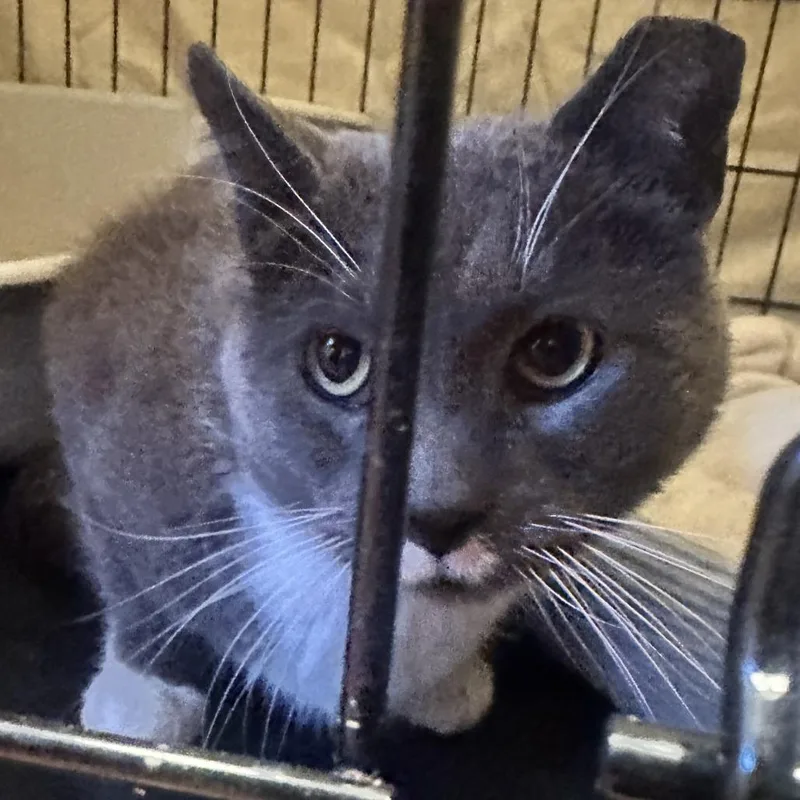 Remington Steel thumbnail 2