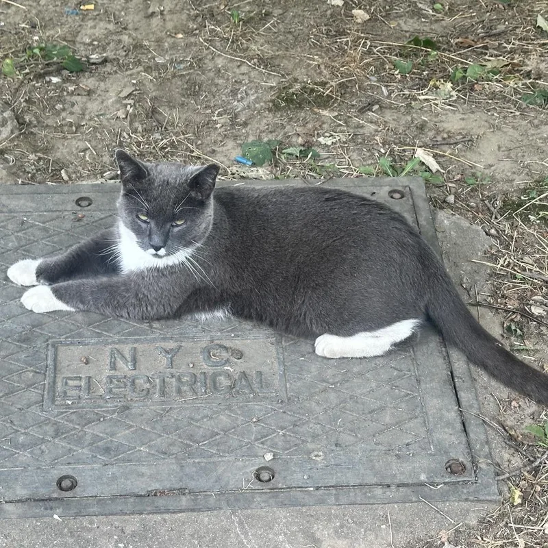 Remington Steel thumbnail 3