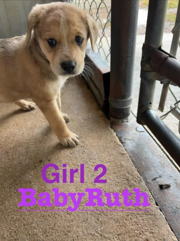 A baby medium-sized female Anatolian Shepherd dog named BabyRuth for adoption in Ada, OK