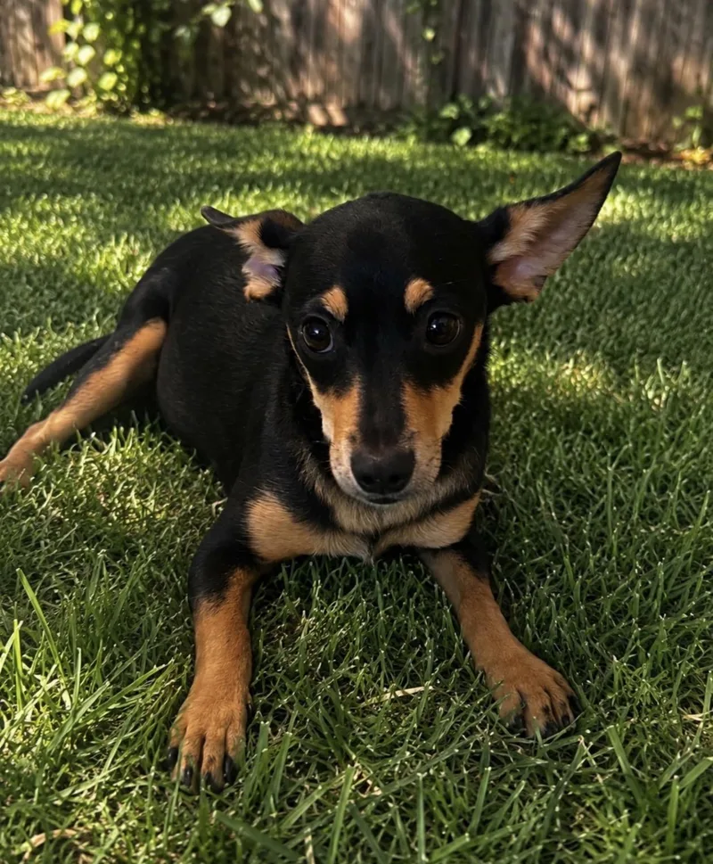 A baby small-sized female Bicolor Miniature Pinscher dog named Phoebe for adoption in Oceanside, CA