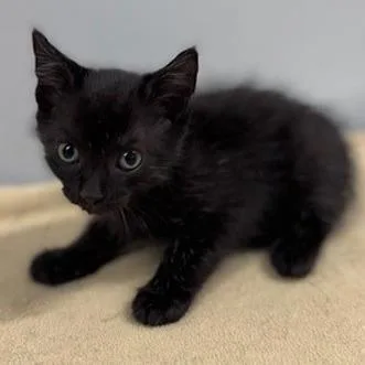 A baby small-sized male Domestic Short Hair cat named Crow for adoption in New York, NY