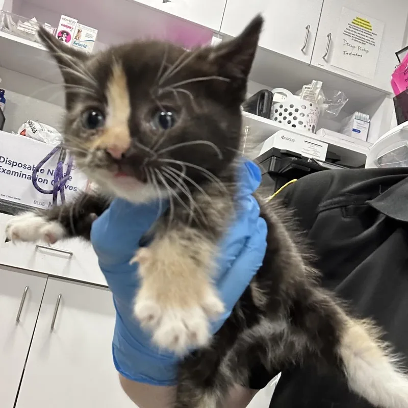 A baby small-sized female Calico Domestic Short Hair cat named Ahnjstray for adoption in Newark, NJ