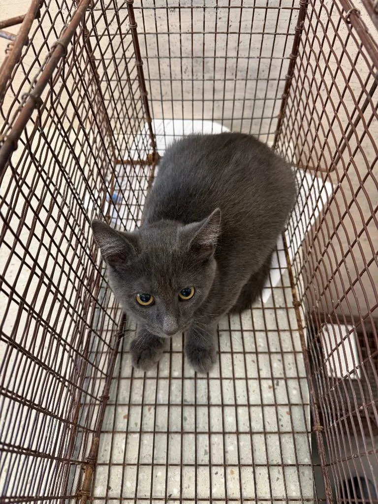 A baby medium-sized male Domestic Short Hair cat named Nemo for adoption in Clarksville, TN