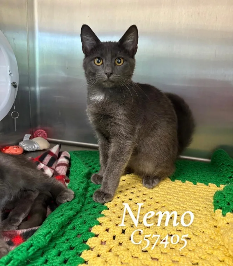 Nemo thumbnail 2