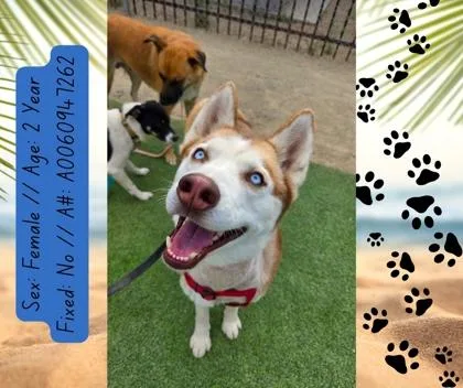An adult large-sized female Husky dog named Tyra Banks for adoption in Fresno, CA
