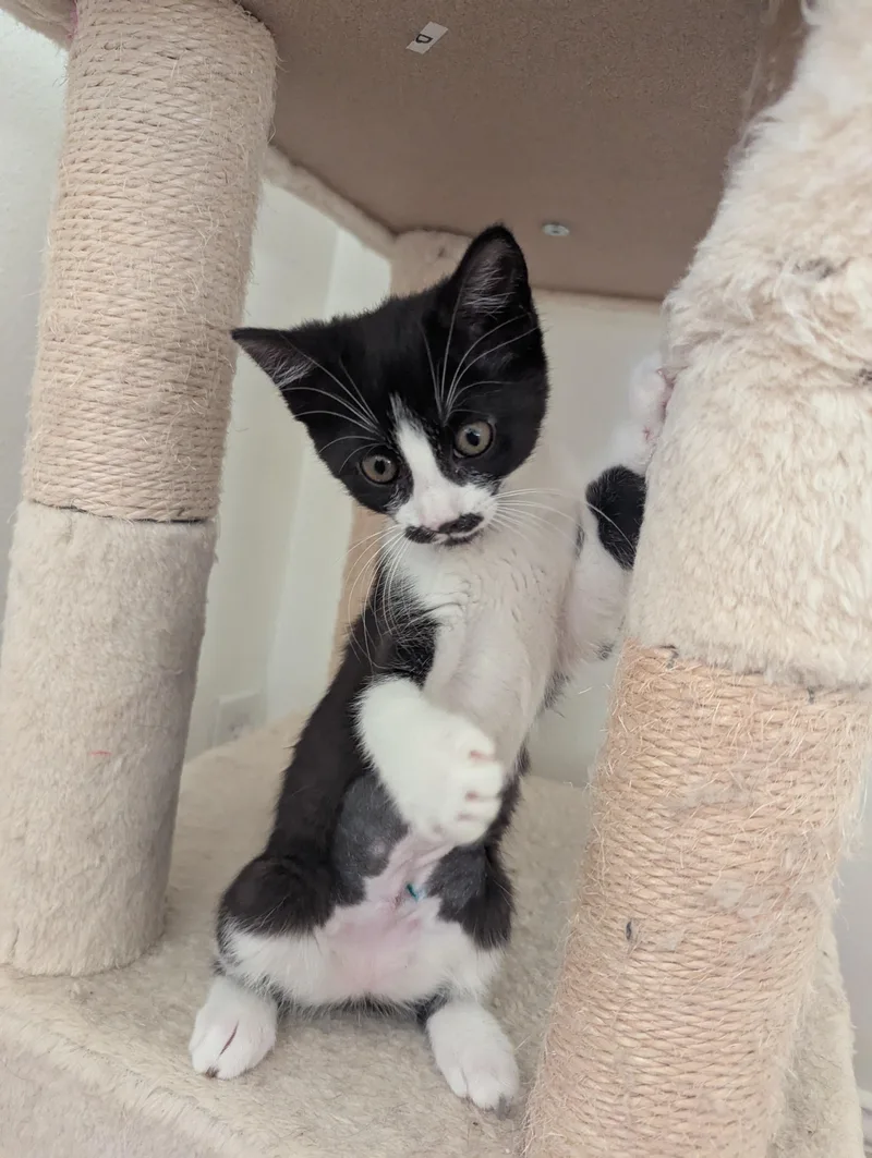 A baby medium-sized female Black & White / Tuxedo Tuxedo cat named Stella for adoption in Vacaville, CA