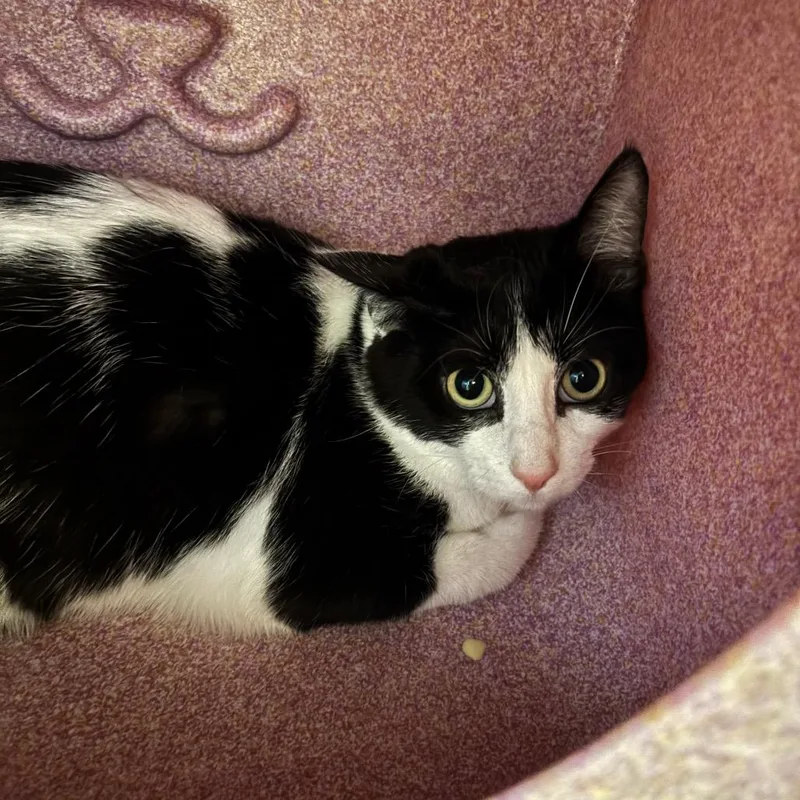 A young medium-sized female Black Domestic Short Hair cat named Spots for adoption in Waukesha, WI