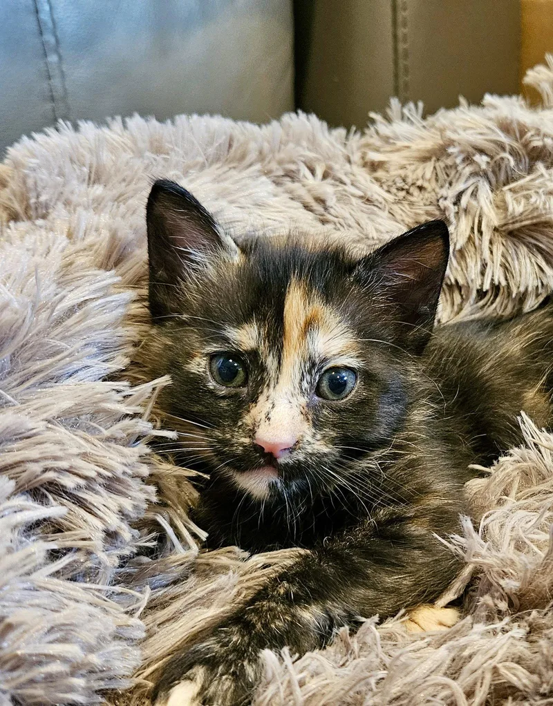 Heli  Bonded With thumbnail 2