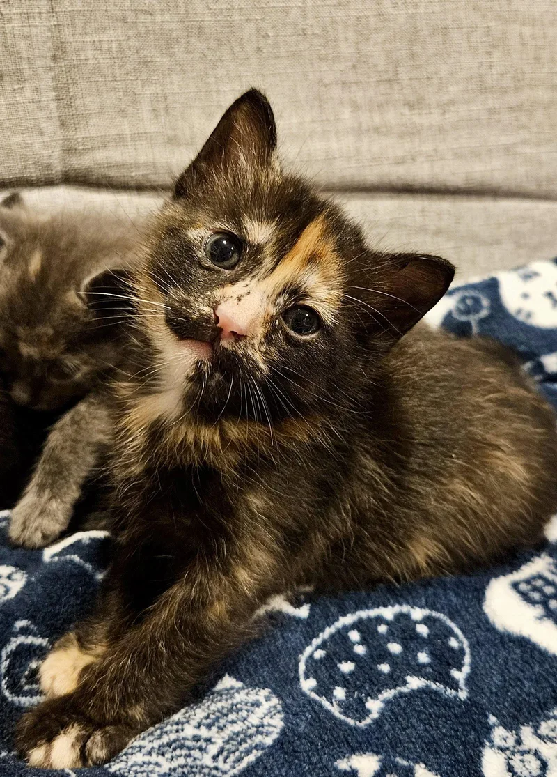 Heli  Bonded With thumbnail 3