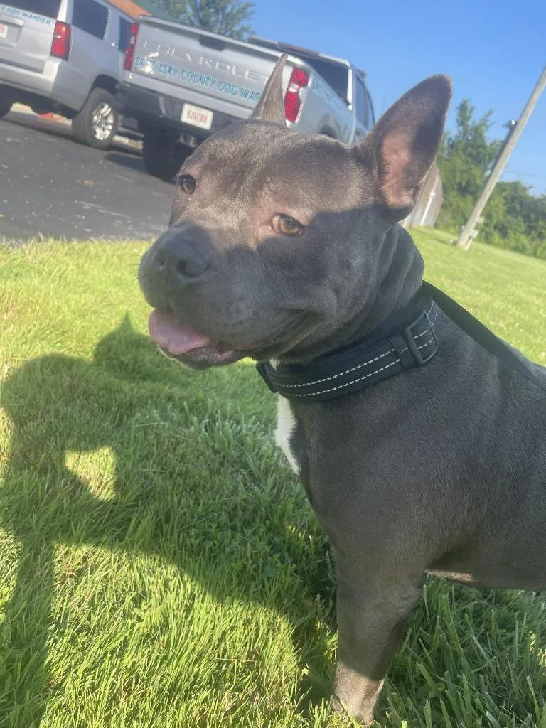 A young large-sized male Pit Bull Terrier dog named Rylo for adoption in Fremont, OH