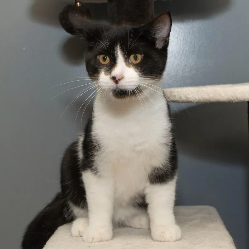 A baby medium-sized male Domestic Short Hair cat named Nibbler for adoption in Troy, OH