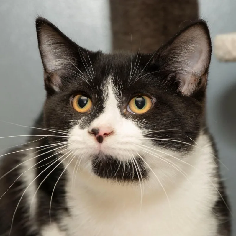 Nibbler thumbnail 2