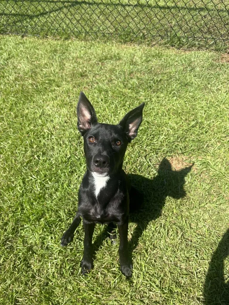 A baby medium-sized female Labrador Retriever dog named Rain  Addie for adoption in Livingston, LA