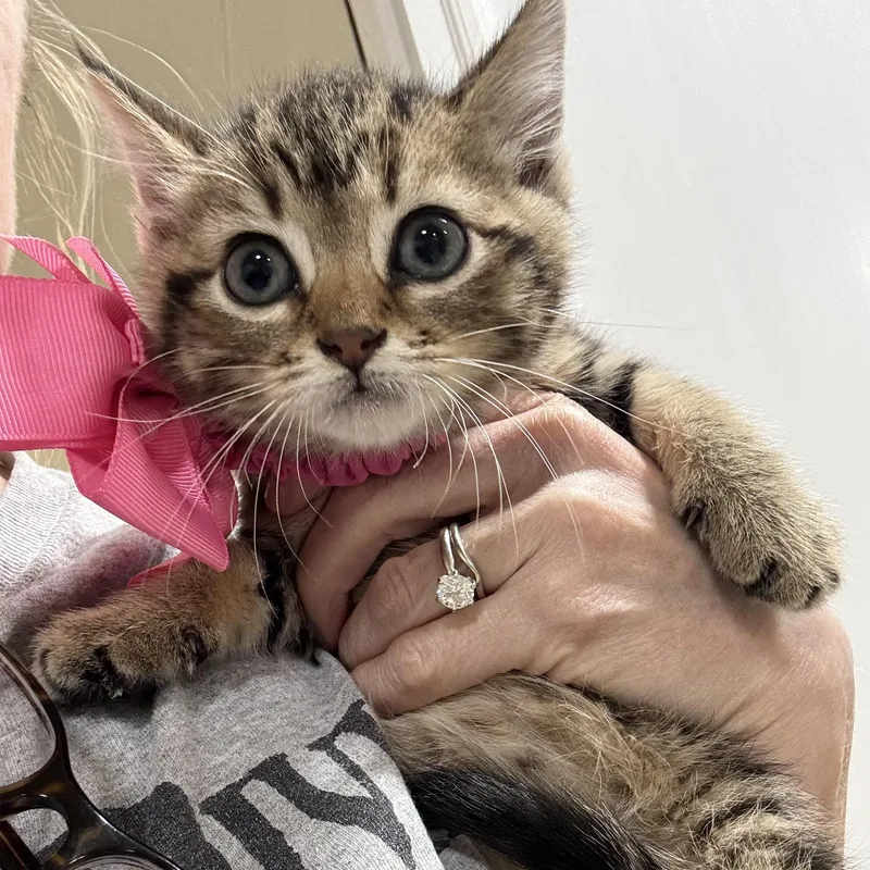 A baby medium-sized female Tabby (Buff / Tan / Fawn) Tabby cat named Darling Velvet for adoption in Burlington, NC