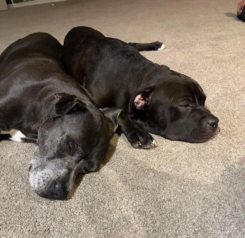 A senior extra large-sized male Gray / Blue / Silver Great Dane dog named Duke . for adoption in Grand Island, NE