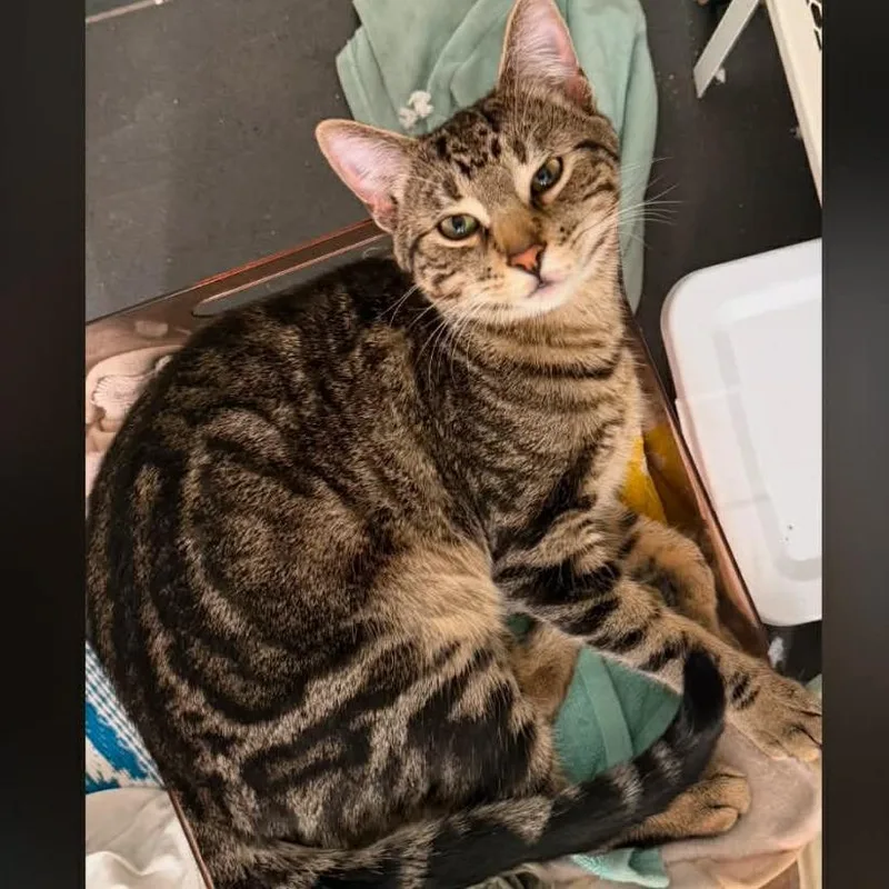 An adult medium-sized male Brown / Chocolate Domestic Short Hair cat named Mr. Rocky for adoption in Wadena, MN