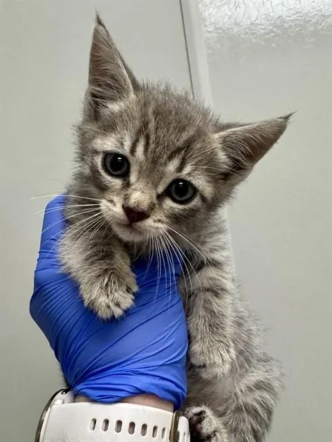 A baby small-sized male Domestic Short Hair cat named Jester for adoption in Ontario, CA
