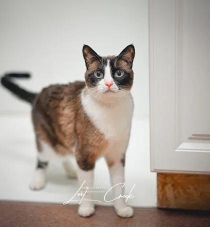 Coco Beans thumbnail 2