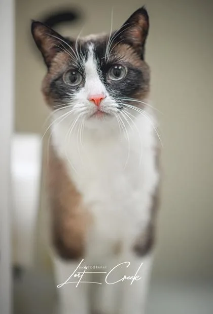 Coco Beans thumbnail 3