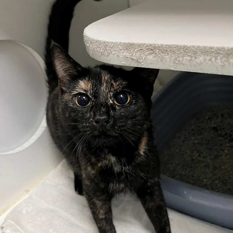 A young small-sized female Tortoiseshell Domestic Short Hair cat named Petunia for adoption in New York, NY