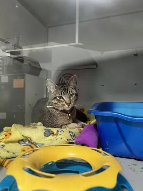 A baby small-sized male Domestic Short Hair cat named Duke for adoption in Anoka, MN