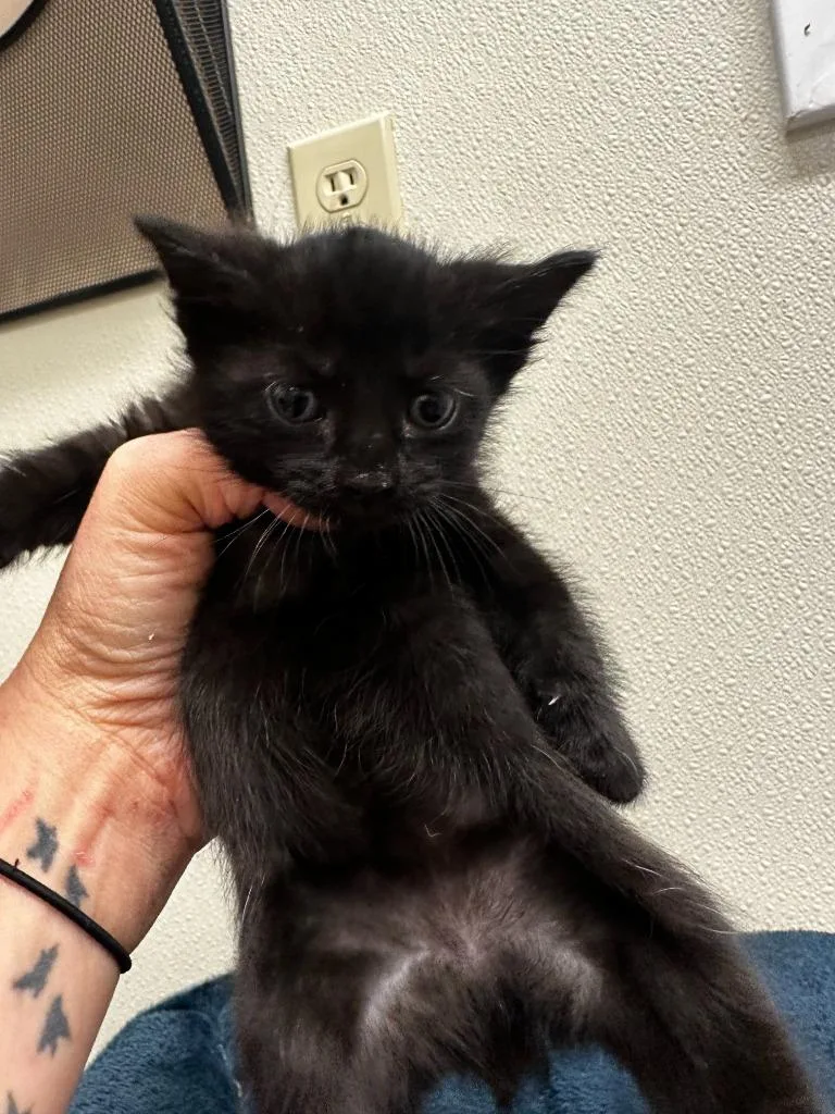 A baby small-sized female Domestic Short Hair cat named Nanner for adoption in Neosho, MO