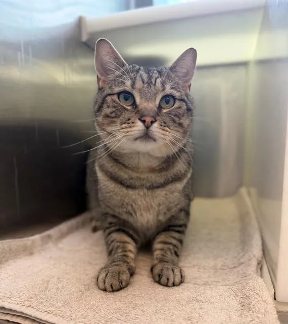 An adult large-sized male Domestic Short Hair cat named Lyle for adoption in Brighton, CO
