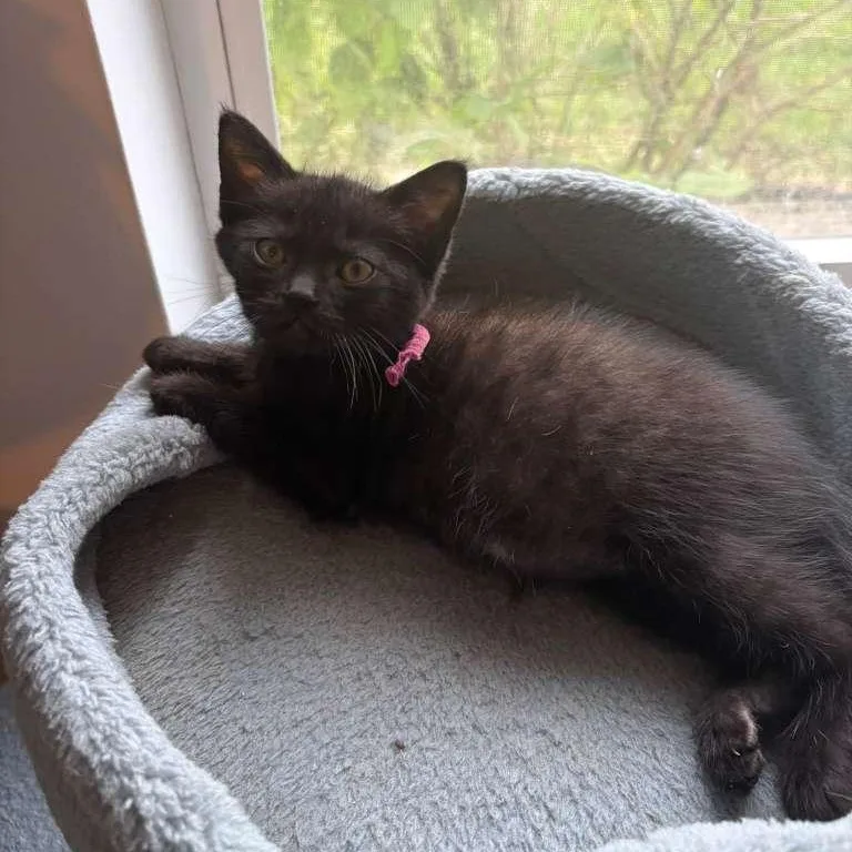 A baby small-sized female Black Domestic Short Hair cat named Liu for adoption in Lauderhill, FL