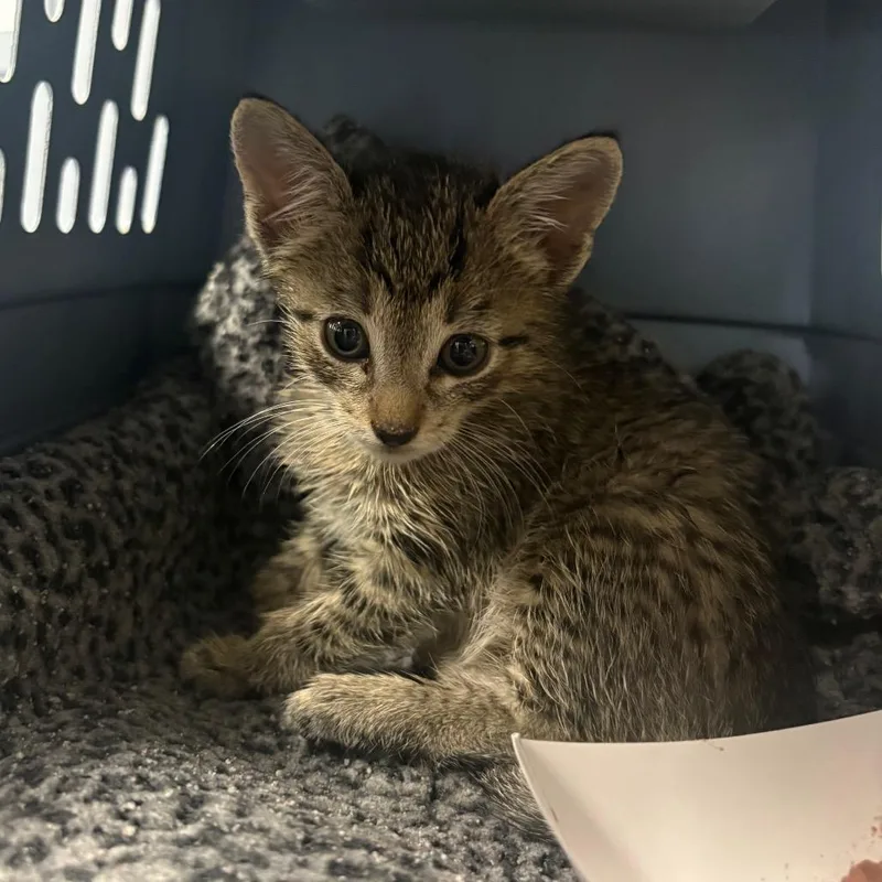 A baby small-sized male Brown / Chocolate Domestic Short Hair cat named Carl for adoption in Greenville, SC