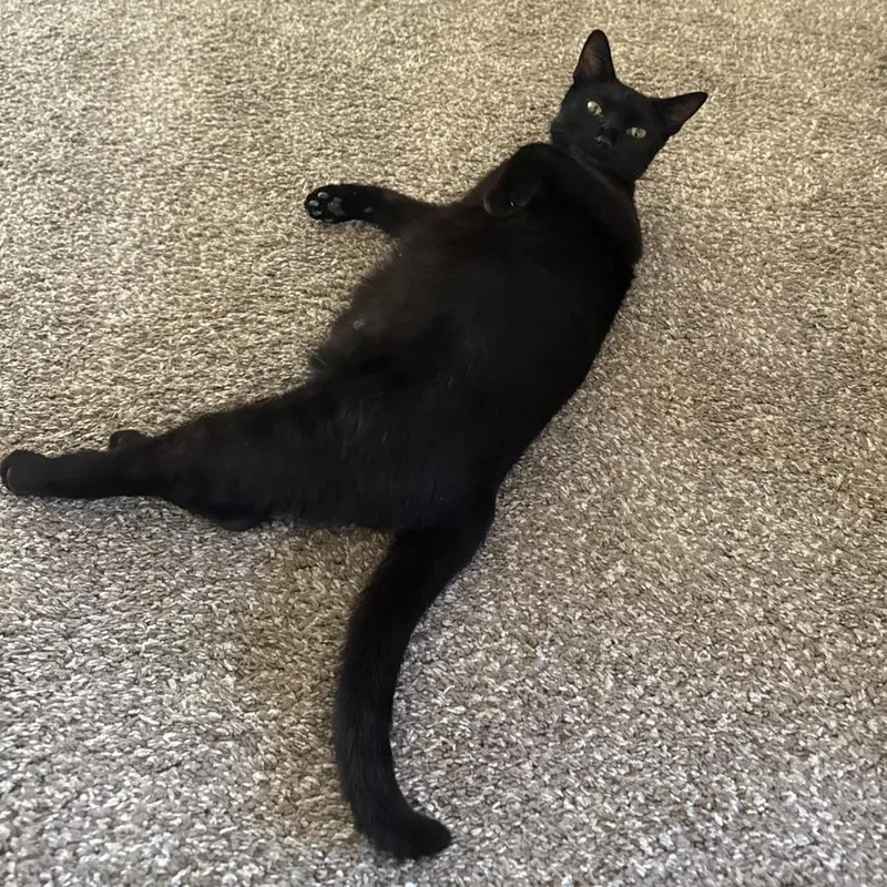 A young small-sized female Black Domestic Short Hair cat named Jensen for adoption in Brooklyn, NY