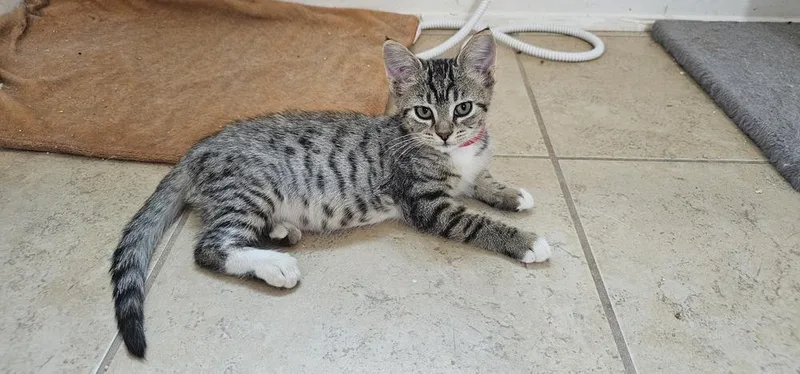A baby small-sized female Domestic Short Hair cat named Sunday for adoption in Powder Springs, GA