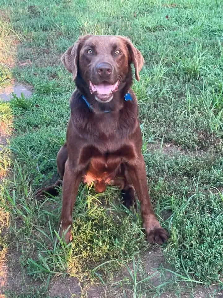 An adult large-sized male Brown / Chocolate Chocolate Labrador Retriever dog named Jeb for adoption in Lincoln, NE
