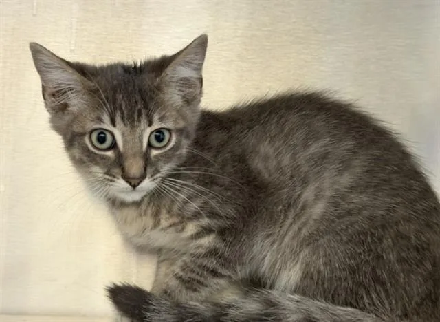 A baby small-sized male Domestic Short Hair cat named Hopkins for adoption in Tustin, CA