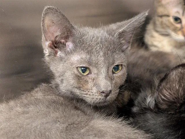A baby small-sized male Domestic Short Hair cat named A for adoption in Tavares, FL