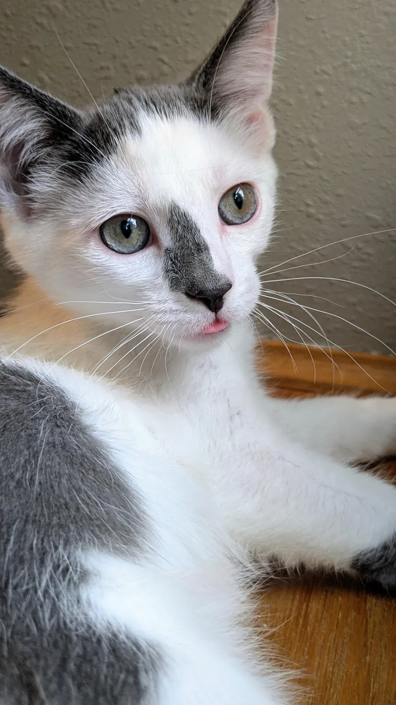 A baby medium-sized male Gray & White Extra-Toes Cat / Hemingway Polydactyl cat named Port for adoption in Springfield, OR