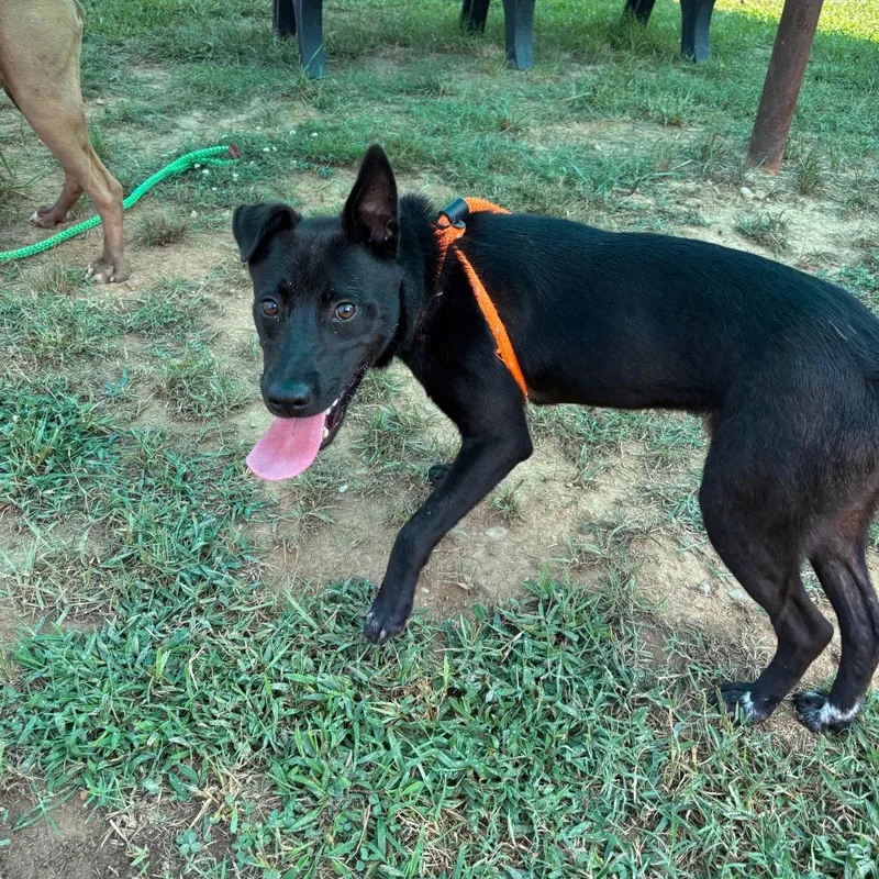 An adult medium-sized male Gray / Blue / Silver Pit Bull Terrier dog named Allen for adoption in Roxboro, NC