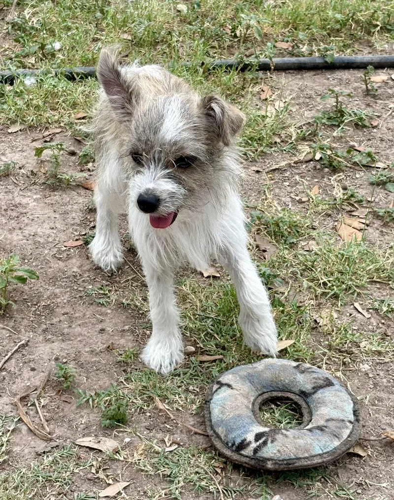 A baby small-sized male White / Cream Terrier dog named Kai for adoption in Mcallen, TX