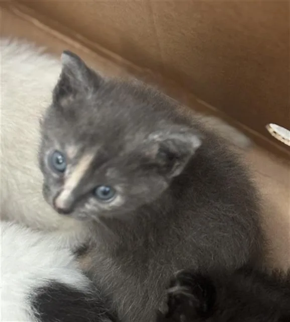 A baby medium-sized female Domestic Short Hair cat named Lola for adoption in Dallas, TX