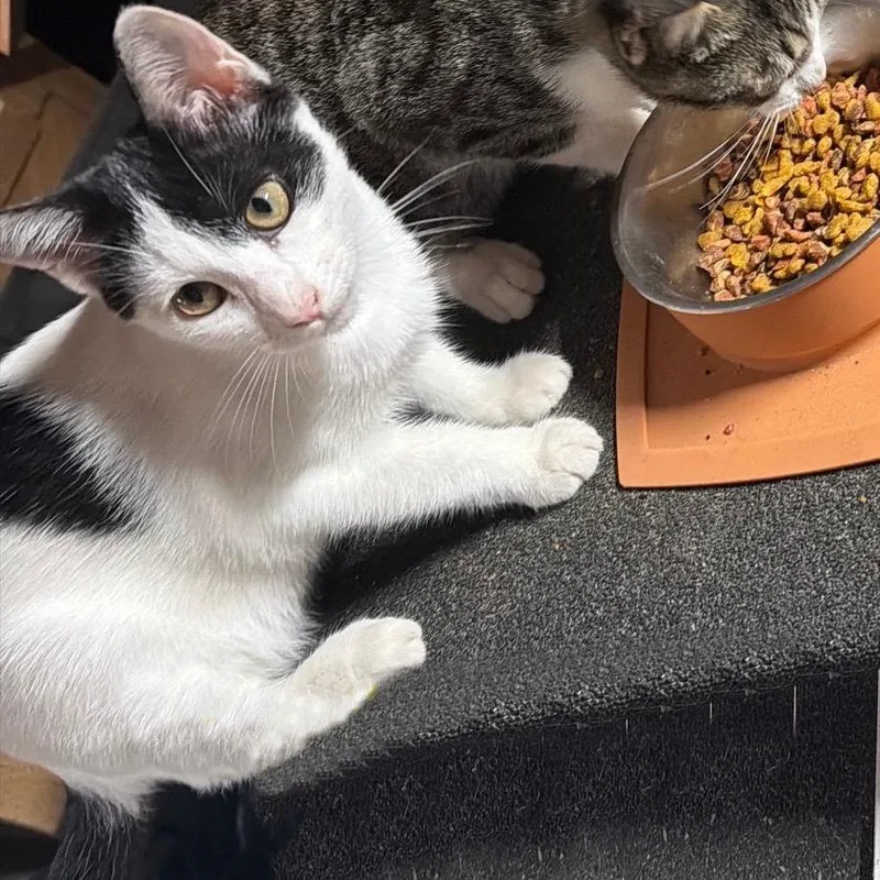 A baby small-sized female Domestic Short Hair cat named Valentina La Gatta for adoption in Livingston, TX