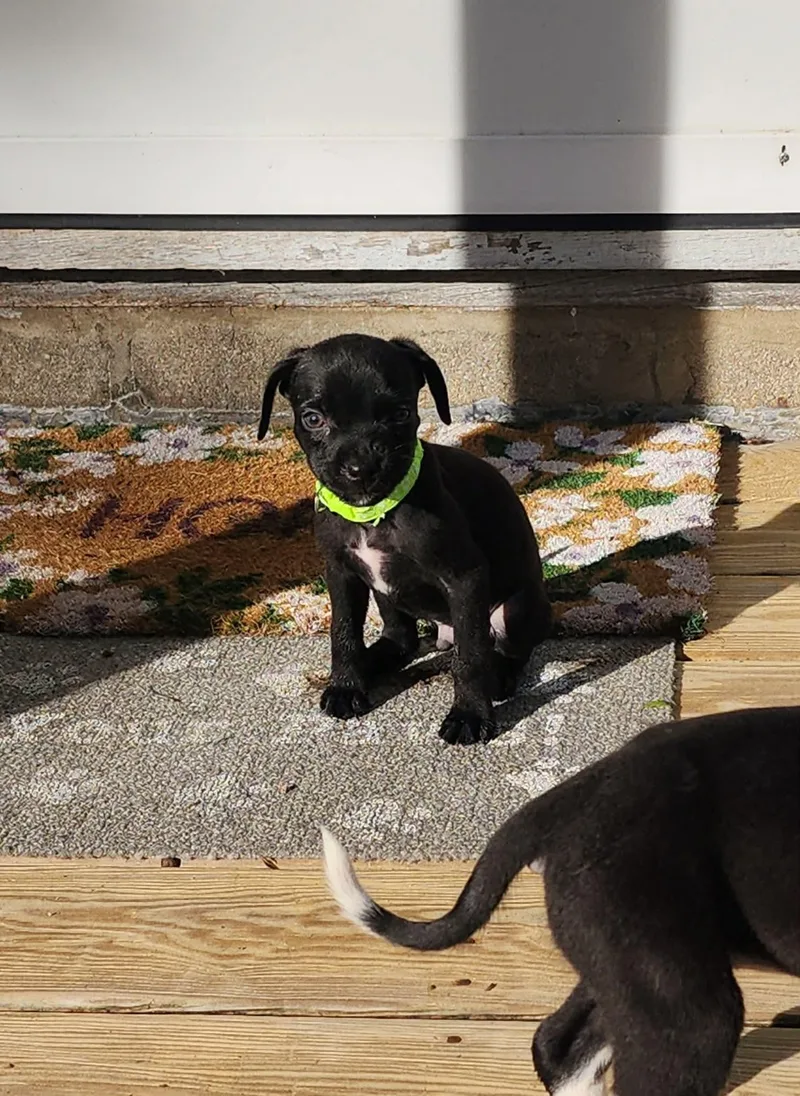 A baby medium-sized male Australian Cattle Dog / Blue Heeler dog named G for adoption in Carmel, NY